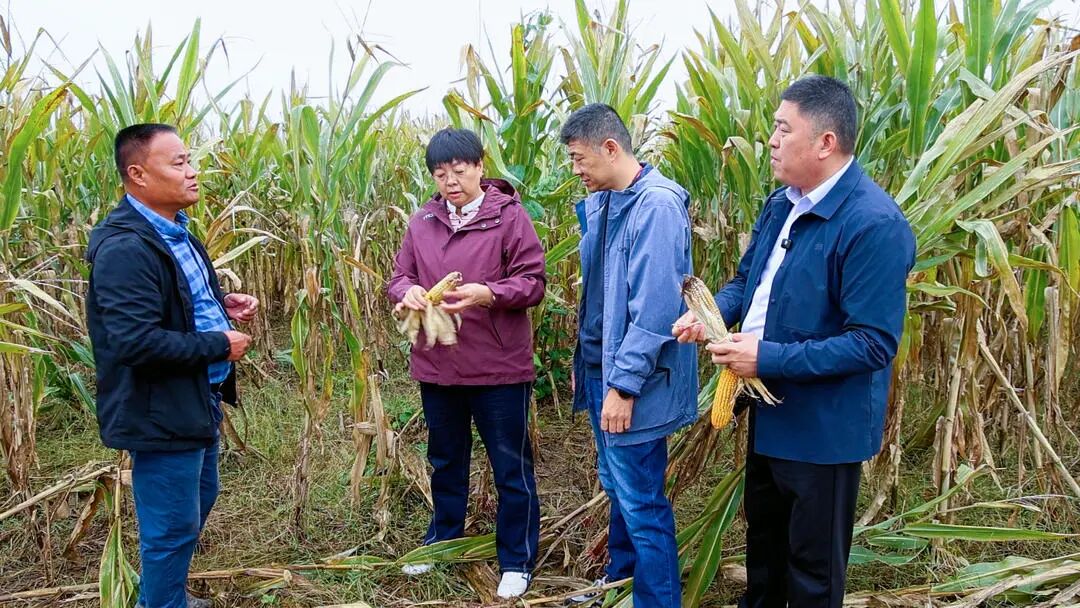 滨州市保险行业协会一行赴邹平、博兴督导“三秋”农业保险保障工作